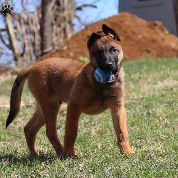 Easton, Belgian Malinois Puppy